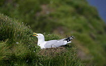 Herring gull (Larus argentatus) on clifftop nest, UK.