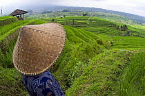Indonesian worker looking out over terraced rice fields in the interior of Bali, Indonesia.