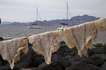 Salted and preserved fish hanging to dry in a fishing village with charter sailboats anchored in the background, Isla Coyote, Mexico. 2006.