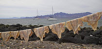 Salted and preserved fish hanging to dry in a fishing village with charter sailboats anchored in the background, Isla Coyote, Mexico. 2006.