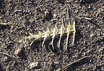 A skeleton lying in the dirt in El Cardonal on Isla La Partida, Mexico. 2006.