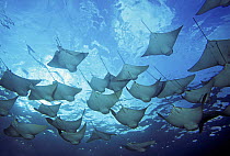 School of Golden cownose rays (Rhinoptera steindachneri), cruising overhead near the surface, Galapagos Islands.