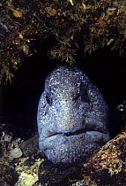 Male wolf-eel (Anarhichthys ocellatus), British Columbia, Canada.