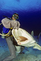 Diver in full chain mail suit, hand feeding a Caribbean reef shark (Carcharhinus perezi) off Freeport, Bahamas. Model released.