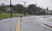 An October 2006 storm freeing yachts from their moorings to run ashore. A boy plays in the flooded road and is blown by the strong wind in Jamestown, Rhode Island, USA.