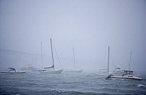 Anchored yachts during an October 2006 storm hitting Rhode Island, USA. Newport Bridge in the background.