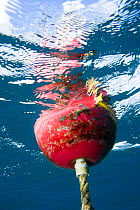 Underwater view of a red buoy floating on the surface, British Virgin Islands, Caribbean. December 2006.