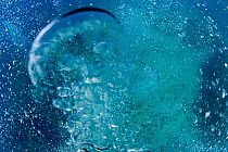 Scuba diving bubbles, British Virgin Islands, Caribbean, December, 2006.
