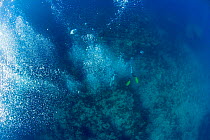 Scuba diver's bubbles, British Virgin Islands, Caribbean, December, 2006.