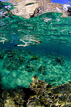 Underwater view of a woman snorkeling, British Virgin Islands, Caribbean, December, 2006. Model Released.
