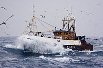 Peterhead-registered trawler "Saggitarius" heading for the fish market to auction a catch of langoustine, North Sea. March 2005.