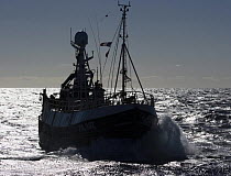Fishing vessel "Carisanne" heading into Peterhead, Scotland to discharge a catch of cod and haddock from the North Sea. July 2007.
