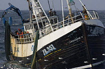 Fishing vessel "Carisanne" taking a 3 ton haul of cod and haddock onboard after trawling the net for 4 hours. May 2007.