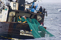 Fishermen shooting the net over the stern of fishing trawler ^Carisanne^ in the North Sea. April 2007.^^^They will shoot and haul their net every 4 hours continuously for up to 9 days then return to p...