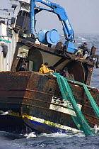 Crewmen repairing a torn net on the stern of the fishing traweler "Carisanne" in the North Sea.April 2007.