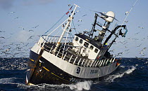 Fishing vessel hauling its net, surrounded by seabirds, in the North Sea. August 2007.