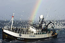 Fishing vessel hauling its net, surrounded by seabirds, in the North Sea, with a rainbow in the background. August 2007.