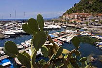 Indian figs in front of boats moored in the small harbour of Maratea, Basiliacata, Italy.