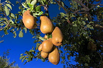 Pears growing on a tree on the Canale Monterano, Rome, Italy.
