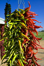 Red hot calabria peppers hanging up, Catanzaro province, Italy.