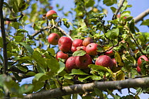 Persimmon apple tree (Diospyros sp) in Autumn, Rome, Italy.
