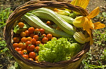 Fresh vegetable and salad produce from a kitchen garden, Manziana, Rome, Italy.
