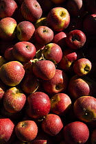 Persimmon apples (Diospyros sp), Rome, Italy.