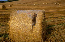 European hare {Lepus europaeus} caught in straw bale. Scotland UK