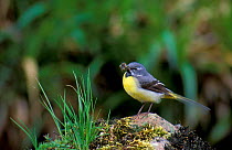 Grey wagtail carrying food to young, Scotland