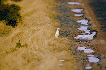 Stoat in winter coat (Mustela erminea) Scotland