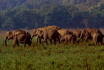 Indian elephant herd old female leading {Elephas maximus} Corbett NP India