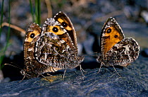 Grayling butterfly mating pair single male {Hipparchia semele} UK