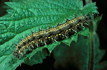 Small Tortoiseshell butterfly caterpillar (Aglais urticae) on nettle (Urtica dioica} foodplant