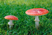 Fly Agaric toadstools (Amanita muscaria) in grass under birch tree
