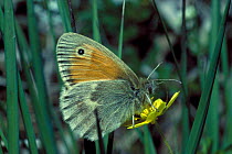 Small Heath Butterfly (Coenoympha pamphilus)