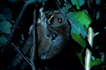 Slow loris with young in tree {Nycticebus coucang} captive
