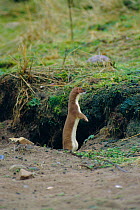 Stoat emerging from hole (Mustela erminea)