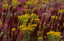 Set Aside land with Wildflowers. Scotland UK