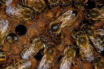 Honey bee workers feed queen (Apis mellifera) UK