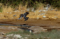 African harrier hawk chasing doves (Polyboroides typus) Etosha NP Namibia