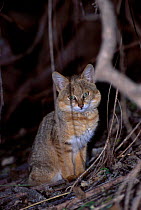 Jungle Cat {Felis chaus} Keoladeo NP Bharatpur India