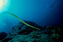 Sea snake {Hydrophidae} Indonesia