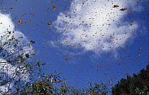 Monarch butterflies flying (Danaus plexippus) Mexico