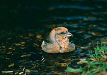 Red Crossbill male bathing (Loxia curvirostra) England