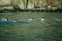 Macaroni penguins porpoising (Eudyptes chrysolophus) returning from feeding. S.