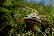 Banded snail on moss {Cepaea sp} UK