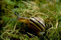 Banded snail on moss {Cepaea sp} UK
