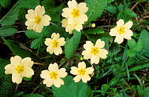 Common primrose in flower {Primula vulgaris} Scotland UK