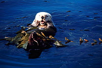 Sea otter resting in kelp. (Enhydra lutris) California USA