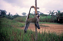 Dead moustached monkey {Cercopithecus cephus} hung up for Bushmeat. Gabon